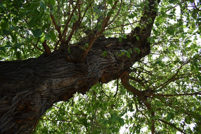 a tree with many branches